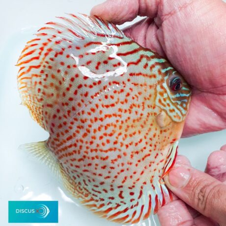 Discus Hans USA – World Class Discus Fish