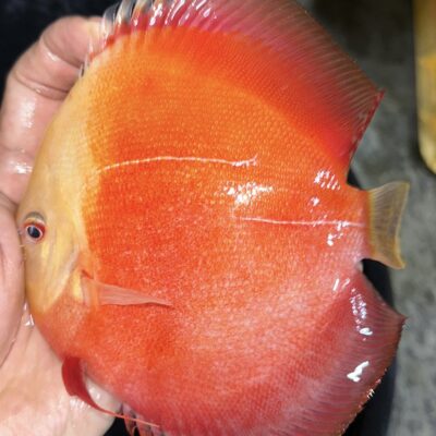 Red Valentine (IP Discus)