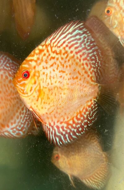 Spotted Pigeon 2.5" (IP Discus)