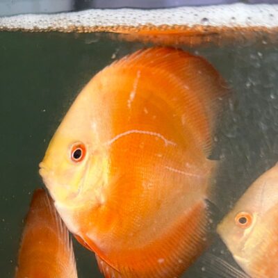 Golden San Merah (IP Discus) – Discus Hans USA