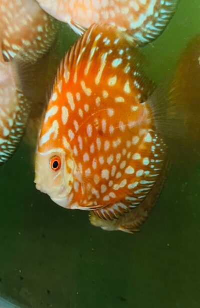 Red Panda 3" (IP Discus)