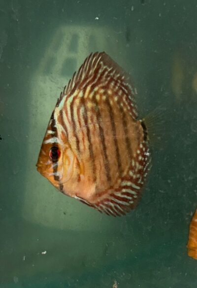 Tiger Turquoise 2.5" (IP Discus)