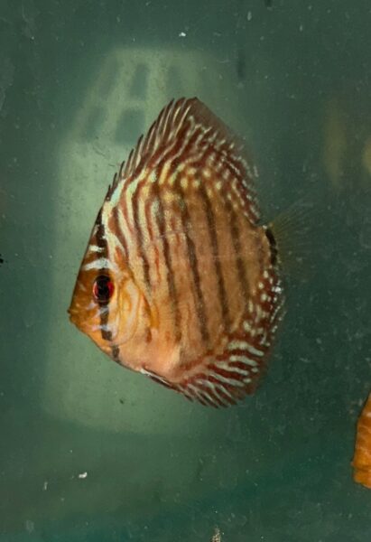 Tiger Turquoise 2.5″ (IP Discus) – Discus Hans USA