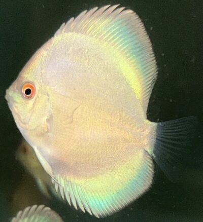 Blue Angel 2.5" (IP Discus)